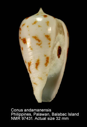 Conus andamanensis (5).jpg - Conus andamanensis E.A.Smith,1879
